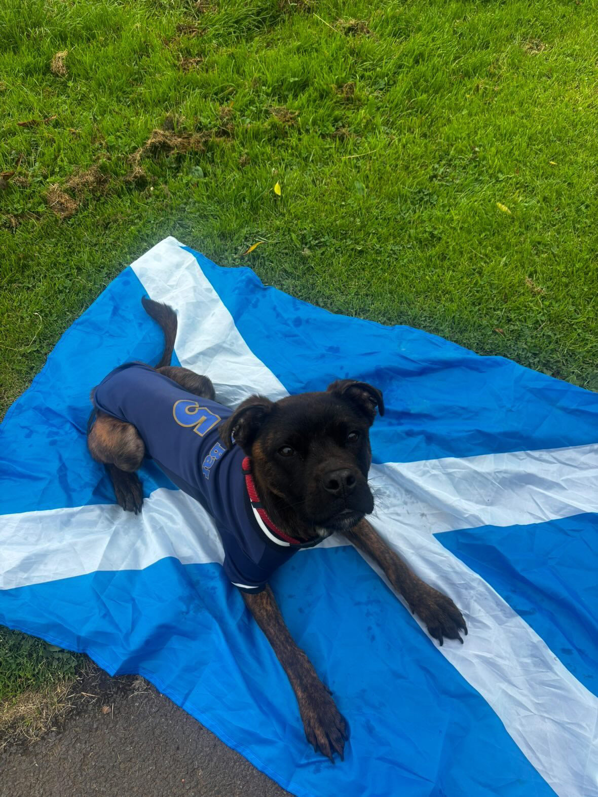 Limited Edition Scotland Supporter Personalised Pet Shirt - Available Online Only