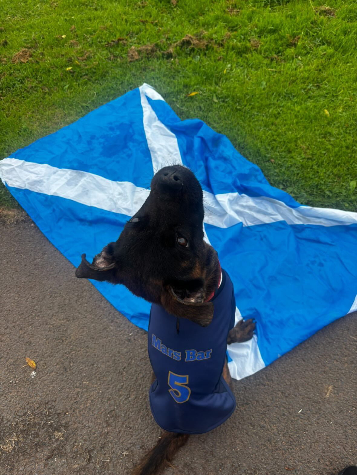 Limited Edition Scotland Supporter Personalised Pet Shirt - Available Online Only