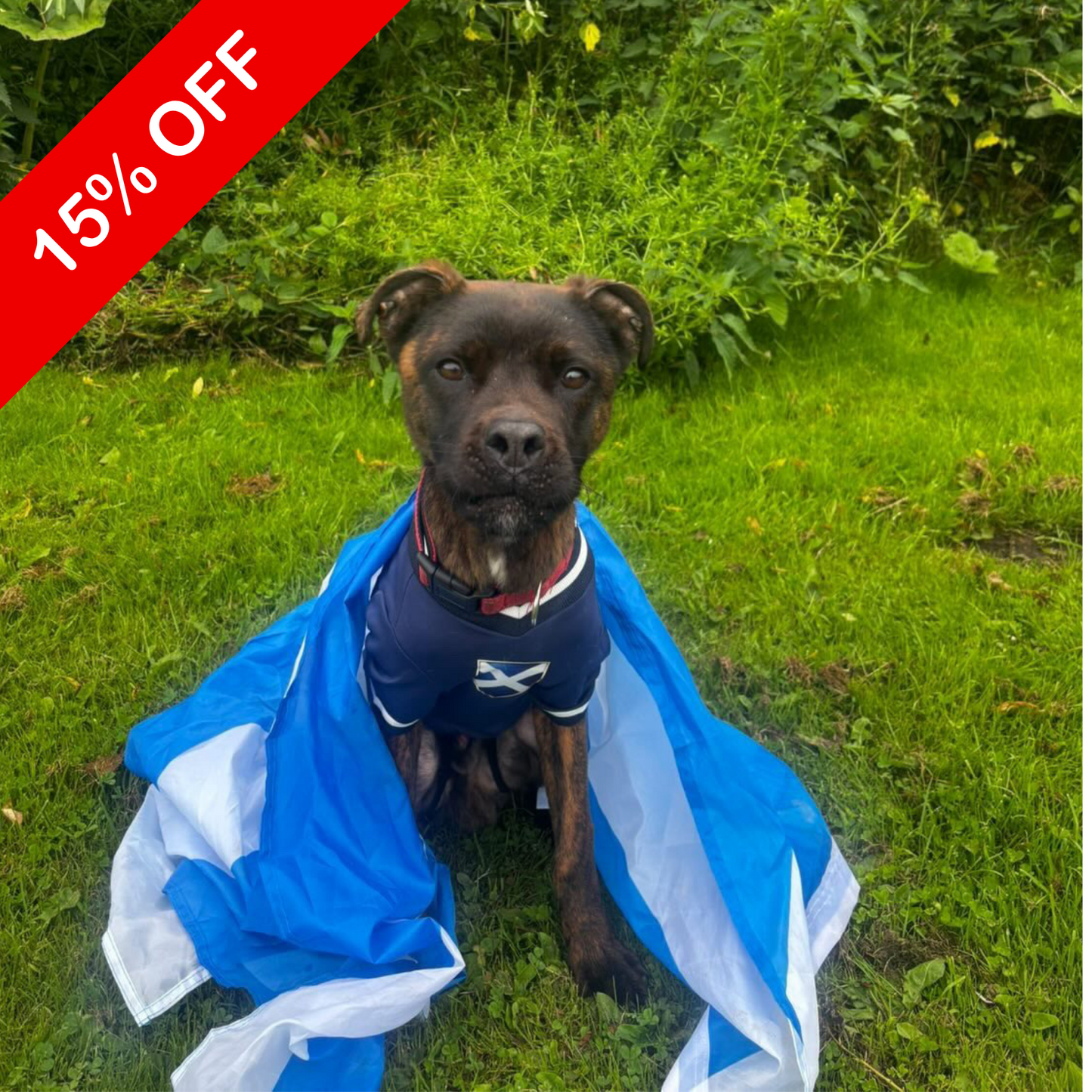 Limited Edition Scotland Supporter Personalised Pet Shirt - Available Online Only