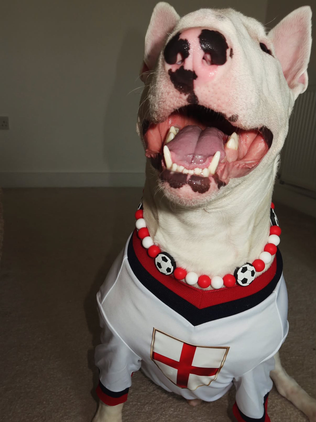 Limited Edition England Supporter Personalised Pet Shirt - Available Online Only