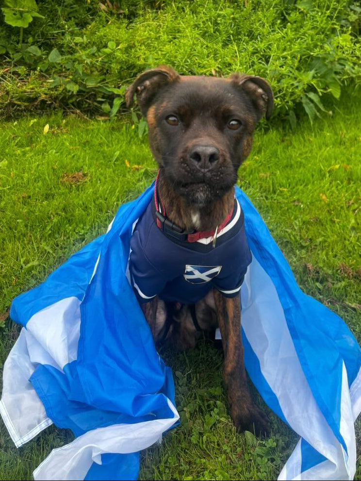 Limited Edition Scotland Supporter Personalised Pet Shirt - Available Online Only